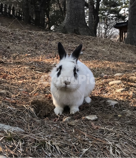 토끼,동물,포유류,눈맞춤,자연,야생토끼,하얀토끼,동물,animal,포유류,mammal