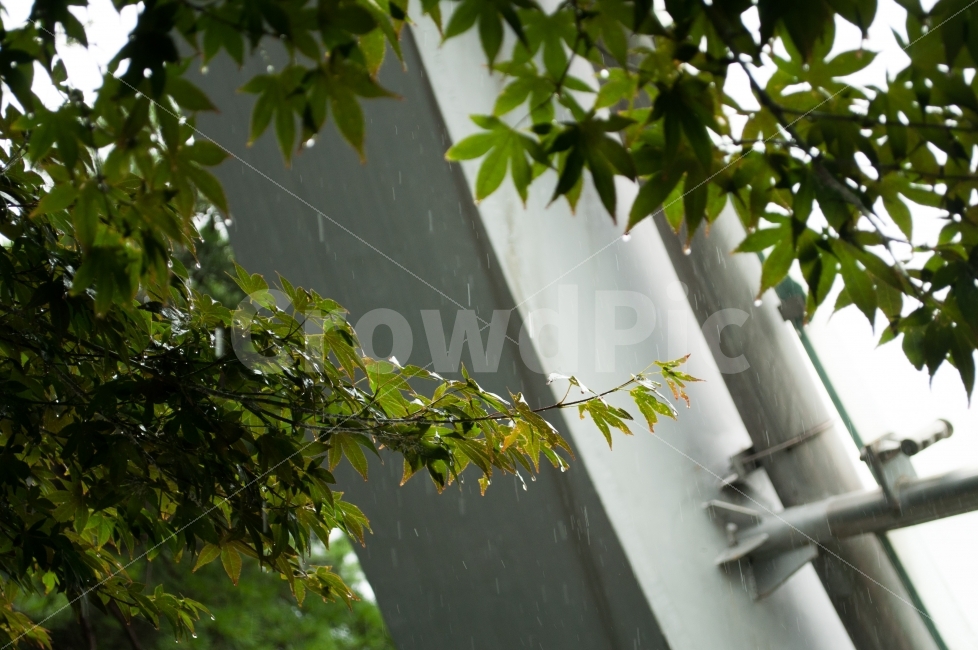 여름비,나무,단풍잎,거리,푸른,일상사진,산책길,비,비오는날,rain,rainy,식물,자연,plants,nature