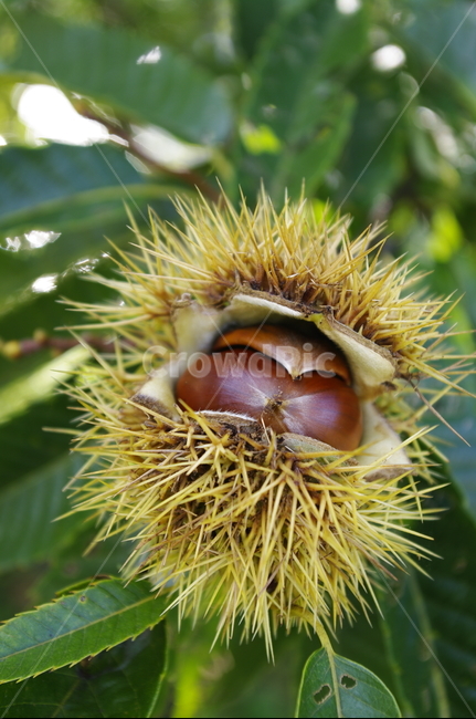 밤,열매,밤송이,가을,fall,나무,식물,plant,과일,열매,fruit
