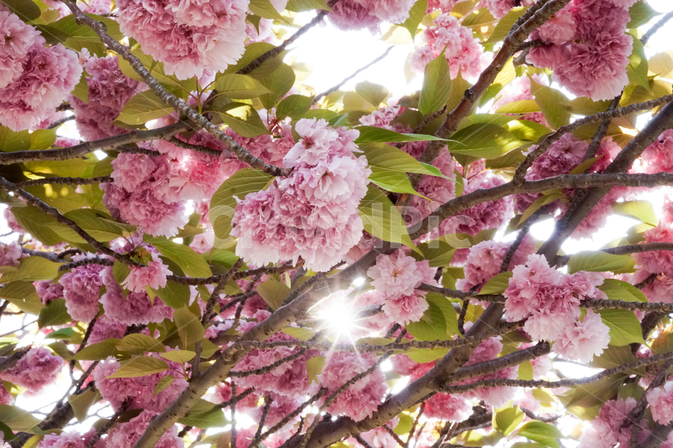 plant,식물,flower,꽃,blossom,겹벚꽃,벚꽃,cherryblossom,spring,봄,봄느낌,봄풍경,풍경,나무,꽃나무,벚꽃나무,따뜻함,따뜻한느낌,햇빛,sunshine,봄,계절,spring,season
