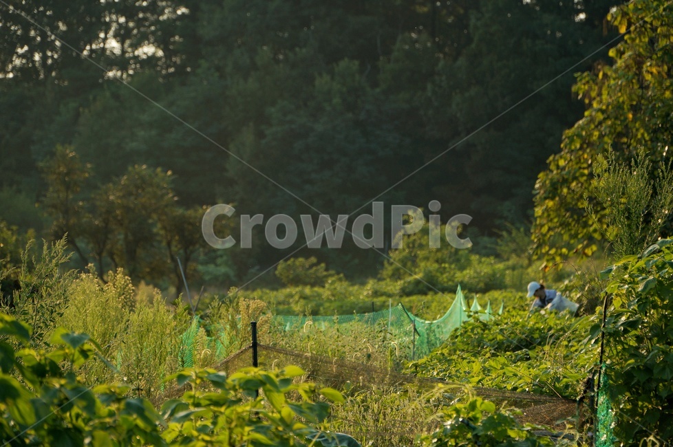 식물,초목,아침,산책,햇살,자연,풍경,nature,landscape,plant,potted plant,화분,pottery,도기류,jar,항아리,vegetation,bush,부시,outdoors,옥외
