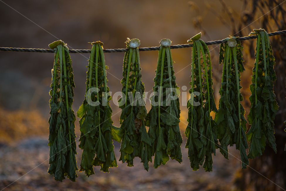시레기,무청,줄,건조,농촌,농업,농사,겨울,계절,식물,자연,plants,nature