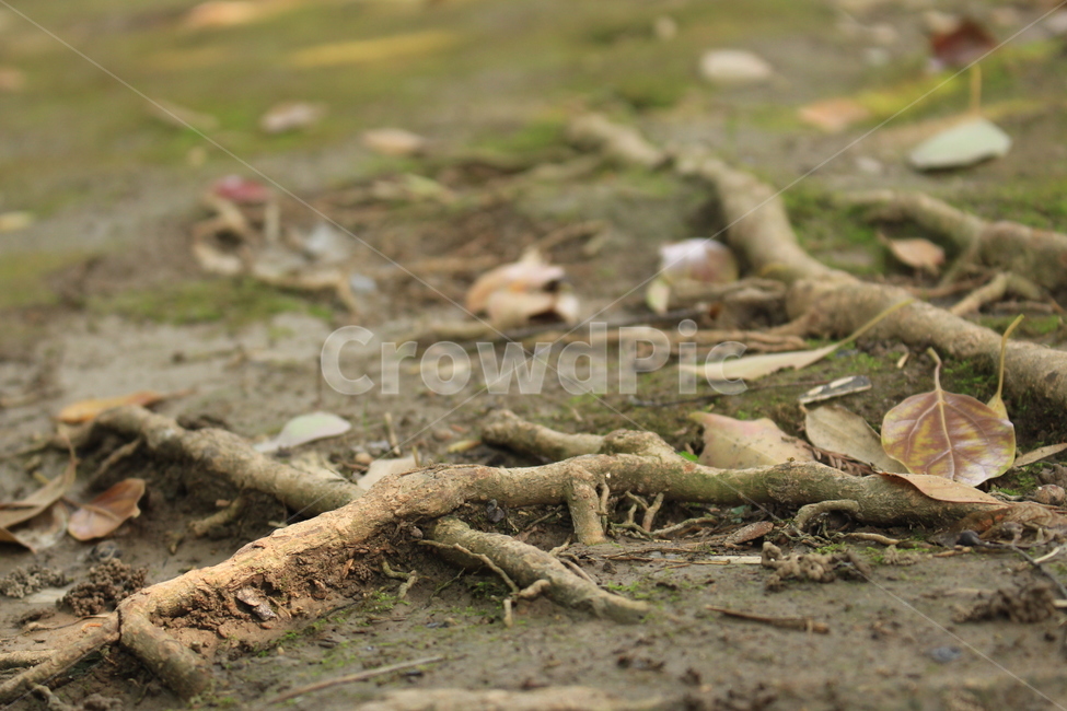 나무,뿌리,땅,낙엽,바닥,공원,가을,겨울,외로움,쓸쓸,배경,leaf,fallenleaves,autumn,winter,park,roots,tree,leaves,isolation,isolated,ground
