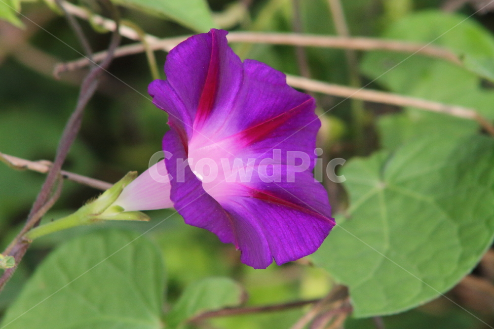나팔꽃,꽃,식물,야생화,morningglory,식물,자연,plants,nature,꽃,flower