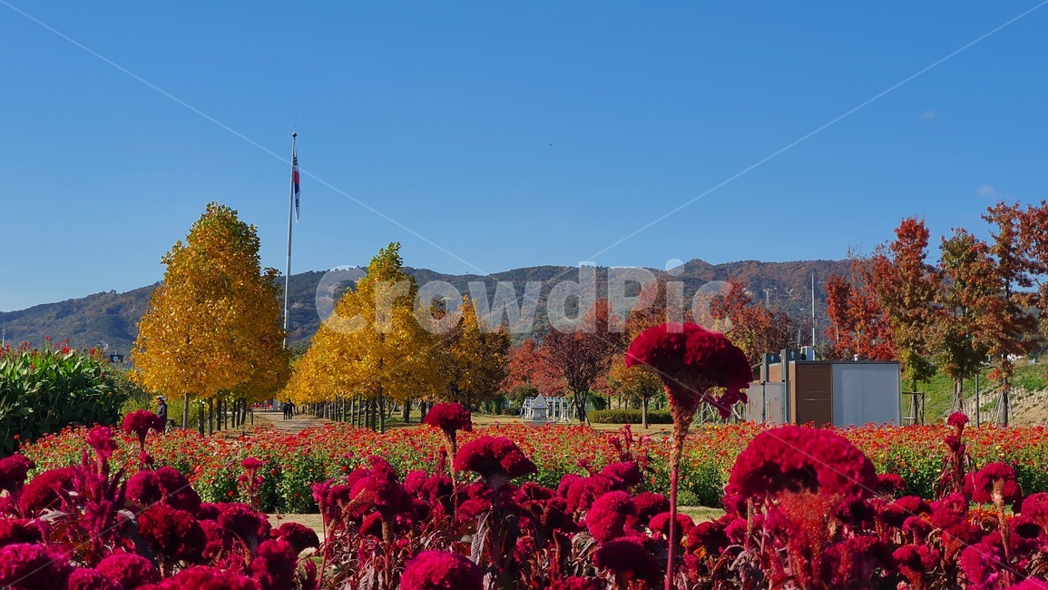 plant,blossom,식물,geranium,꽃,제라늄,flower,가을