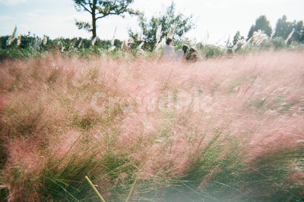 제주도,핑크뮬리,분홍색,식물,감성사진,식물,자연,plants,nature