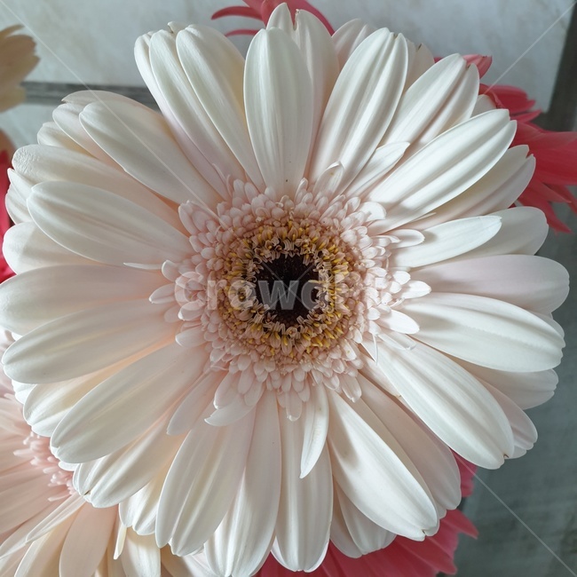 plant,식물,daisy,blossom,flower,daisies,데이지,흰꽃