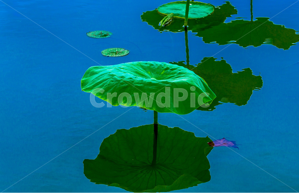 연잎,문양,무늬,습지,연못,그림자,식물,자연,plants,nature