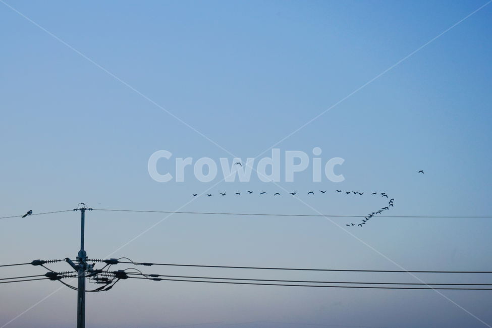 철새,겨울,새,동물,이동,비행,animal,bird