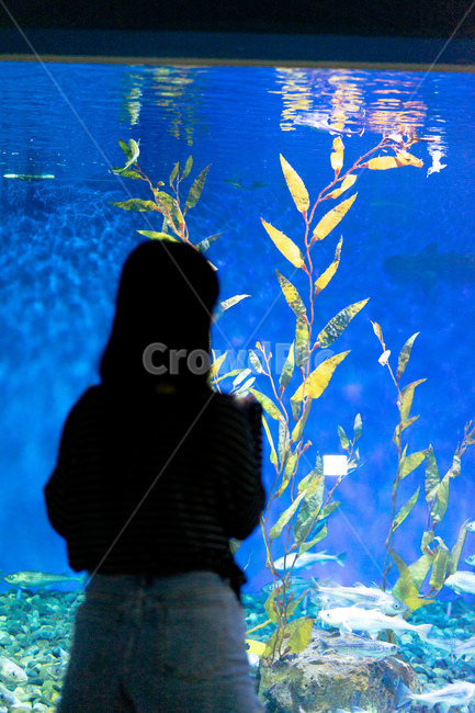 제주도,아쿠아리움,여자,뒷모습,수족관,해초,감성사진,실루엣,여름