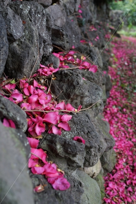 제주도,돌,꽃잎,떨어진동백꽃,봄,겨울,야외,세로사진,꽃,flower