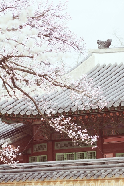봄,봄사진,경복궁,꽃과건물,건물,한옥,전통가옥,궁궐,궁,매화,봄꽃,꽃사진,감성,감성사진,봄감성,봄,계절,spring,season,한국전통,한국문화,korean traditional,korean culture,식물,자연,plants,nature,꽃,flower,감성,sensible,feeling,건축물,건물외관,exterior,building,structure,architecture,construction,plant,blossom,cherry blossom,벚꽃