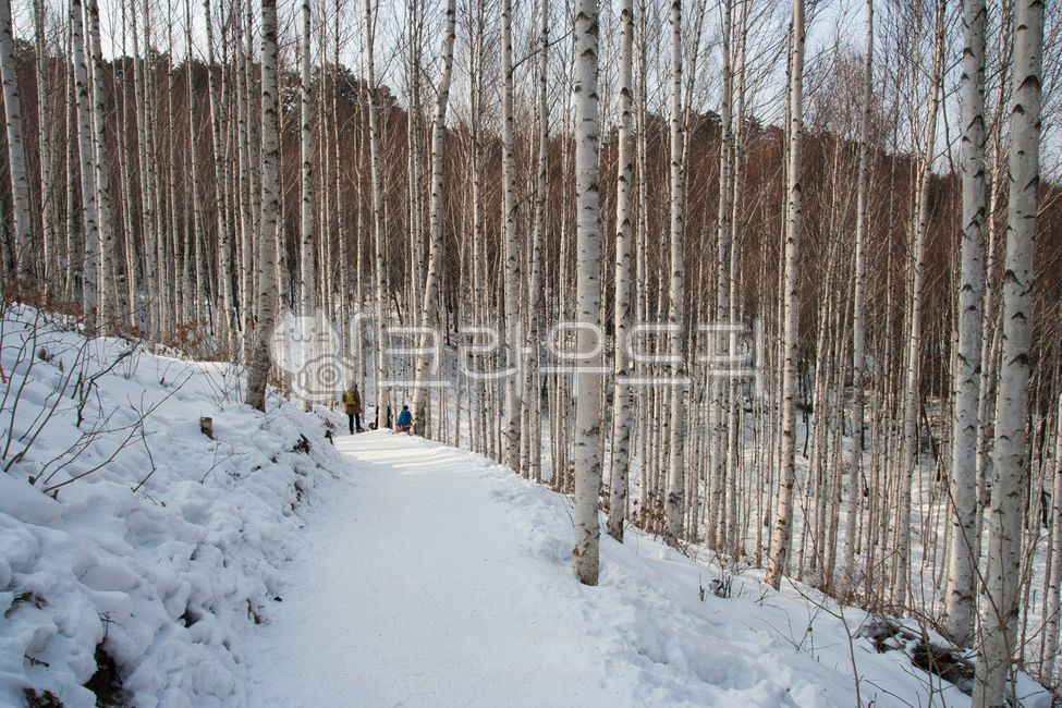 인제,자작나무,인제자작나무숲,자작나무숲,강원도,겨울,tree,나무,plant,식물,birch,자작나무,겨울,계절,winter,season