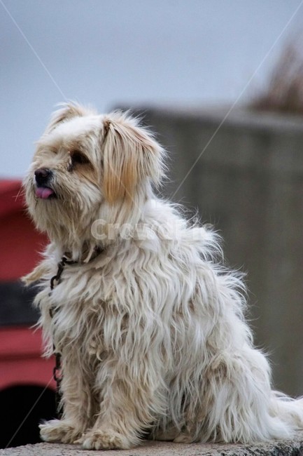 동물,개,흰털강아지,귀요미,animal,dog,white,흰색,삽살개,한국토종,자연,nature,동물,animal,포유류,mammal,개,강아지,dog,doggy