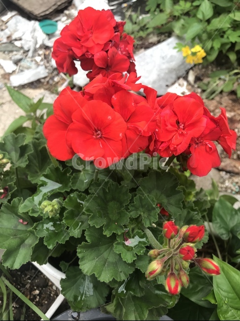 꽃,봄,플라워,빨강,초록,식물,자연,plants,nature,꽃,flower