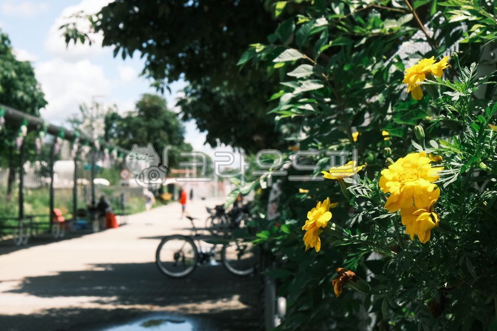 flowers,pond,sky,landscape,park