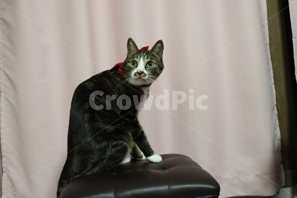 고양이,한국고양이,고등어,집사,cat,koreacat,pet,kitten,리본,놀람,ribbon,동물,animal,포유류,mammal,고양이,cat,kitten,kitty
