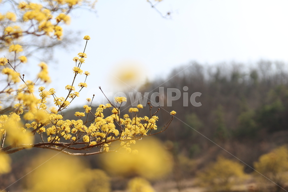 봄,spring,꽃,의성,봄축제,꽃축제,산수유,산수유축제,산수유마을,flower,봄,계절,spring,season,식물,자연,plants,nature,꽃,flower,plant