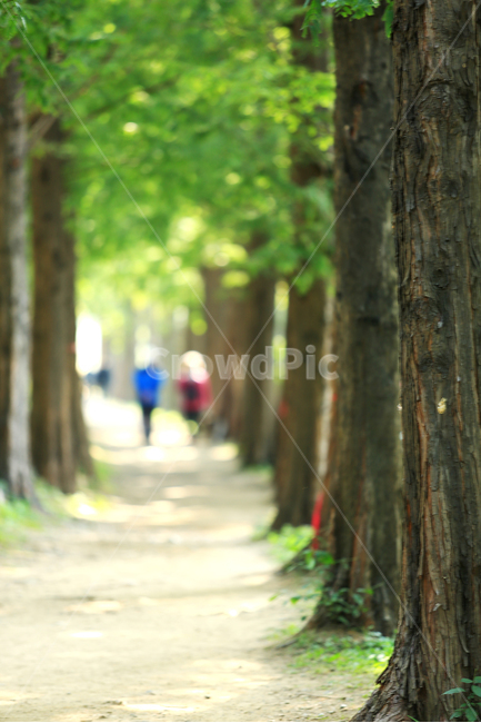 길,메타세콰이어,숲길,산책,road,tree,forest,couple,자연,풍경,nature,landscape,식물,plants,나무,trees,wood,tree trunk,나무 줄기,plant