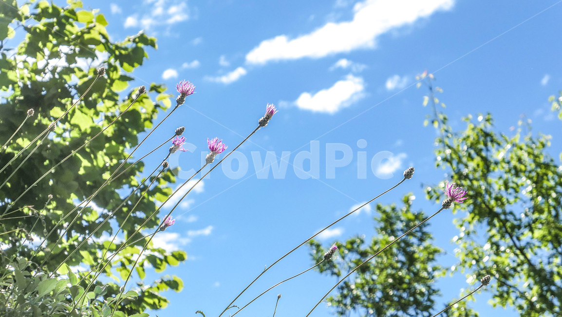 꽃,flower,봄,초원,야생화,하늘,들꽃,들판,흰꽃,파란하늘,하얀꽃,파란꽃,붉은꽃,녹색,그린,green,whiteflower,bluesky,sky,blueflower,field,purple,꽃들,조지아,wildflower,자연,풍경,nature,landscape,식물,plants,꽃,flower,plant