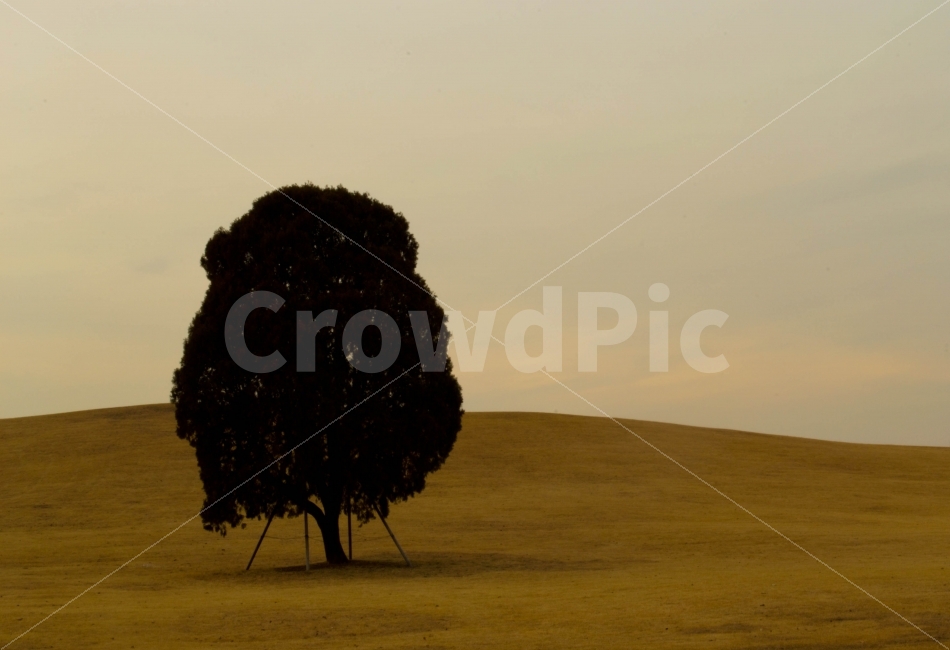 홀로,외톨이,왕따,외로움,쓸쓸함,자연,풍경,nature,landscape,tree,나무,plant,식물,outdoors,옥외