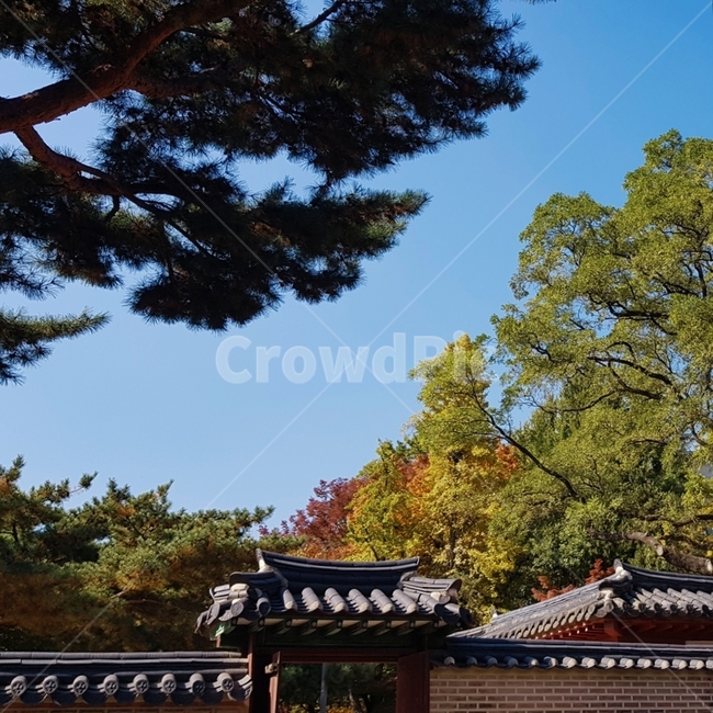 덕수궁,단풍,처마,가을,파란하늘,단풍놀이,한국전통,한국문화,korean traditional,korean culture,건축물,건물외관,exterior,building,structure,architecture,construction