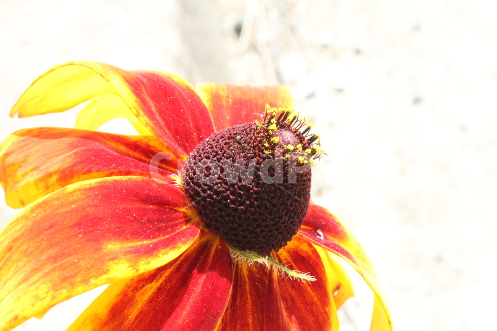 루드베키아,원추천인국,꽃,식물,야생화,Coneflower,식물,자연,plants,nature,꽃,flower