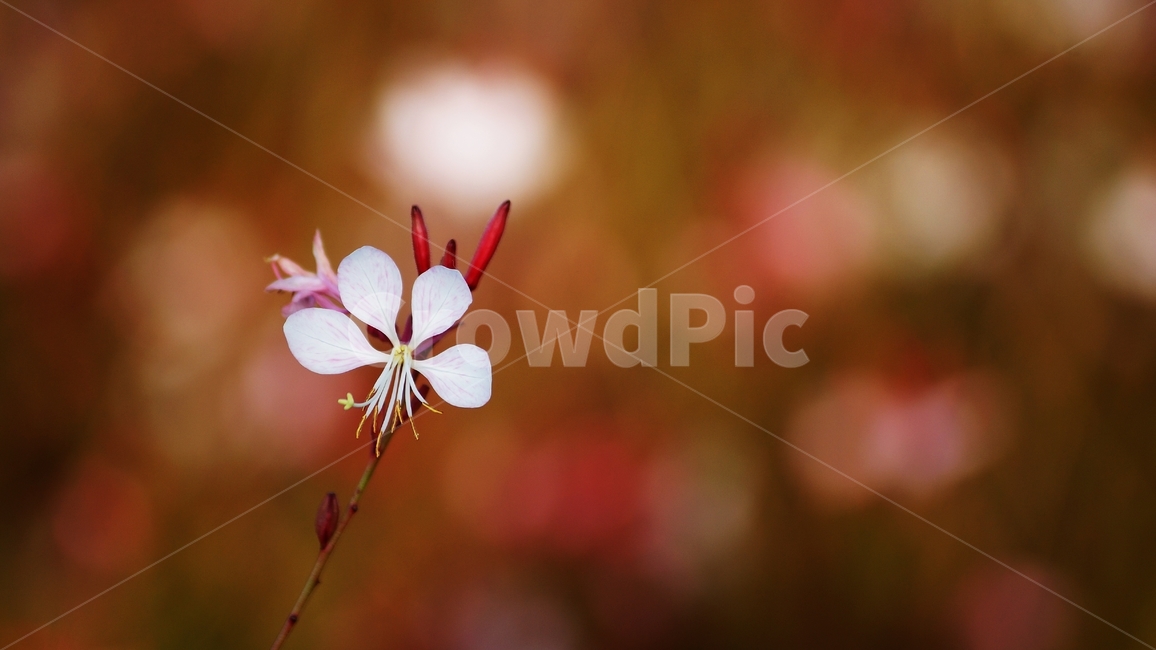 홍접초,가우라,꽃축제,식물,야생화,식물,자연,plants,nature,꽃,flower
