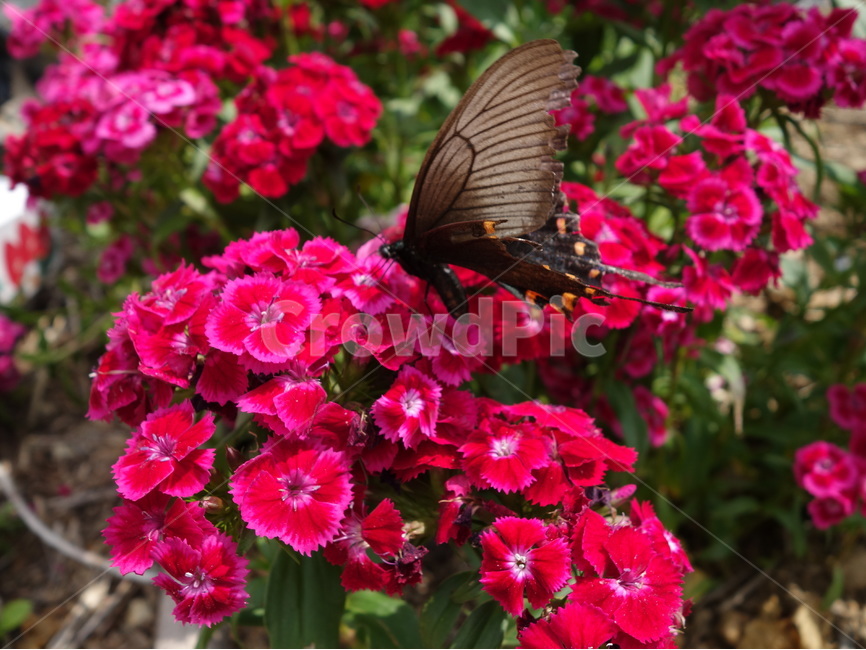 나비,꽃,자연,풍경,여름,식물,자연,plants,nature,꽃,flower,동물,animal,곤충,벌레,insect,bug