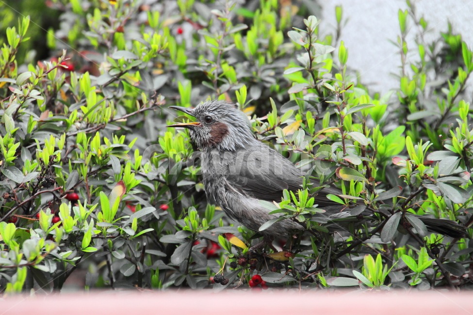 동물,새,자연,나무위,bird,조류,새,birds