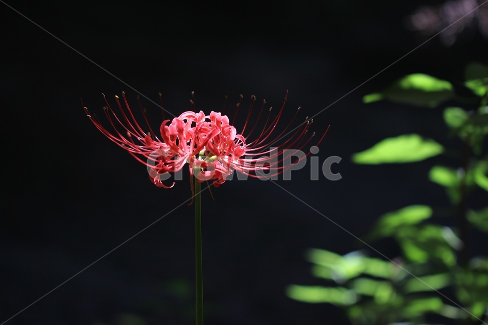 꽃무릇,독무릇,석산,불갑사,선운사,꽃,식물,상사화,식물,자연,plants,nature,꽃,flower