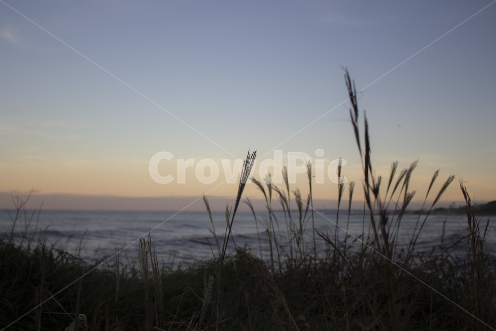 노을,갈대,해변,바다,하늘,실루엣,해변가,포항,sea,sunset,식물,자연,plants,nature