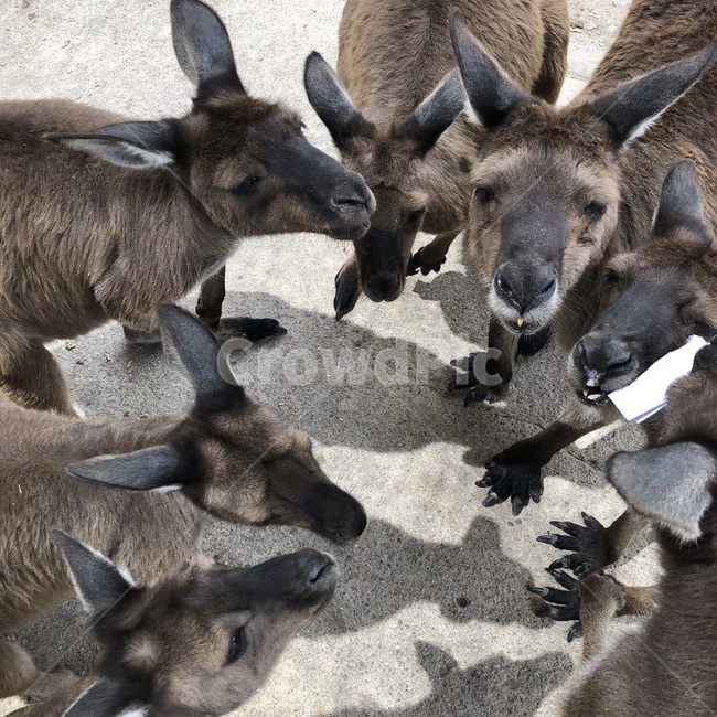 캥거루,동물원,야생,호주,동물,kangaroo,동물,animal,포유류,mammal