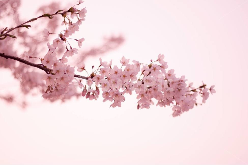 벚꽃,벚꽃나무,봄,공원,꽃,나무,꽃나무,봄,계절,spring,season,식물,자연,plants,nature,꽃,flower,감성,sensible,feeling,색깔,색상,색채,색감,color sense,color sensitivity,feeling of color,plant,blossom