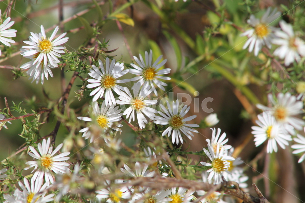 미국쑥부쟁이,꽃,식물,야생화,whiteheathaster,식물,자연,plants,nature,꽃,flower