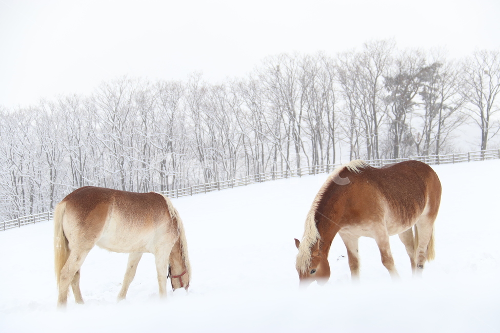 눈,겨울,말,자연,winter,snow,목장,강원도,쓸쓸,황량,고요,겨울,계절,winter,season,동물,animal,포유류,mammal