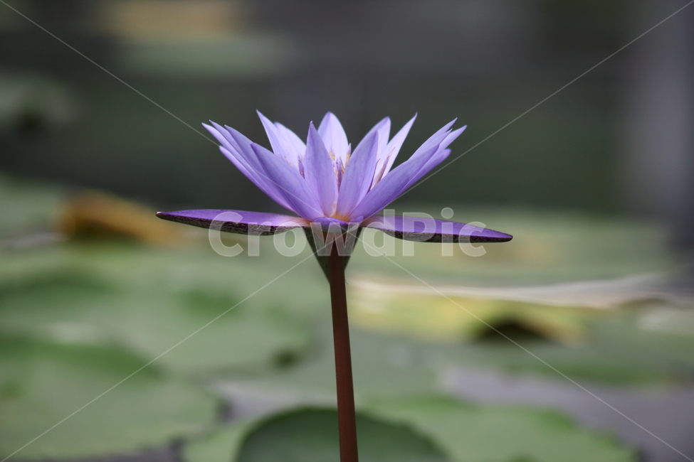수련,꽃,수련꽃,연,waterlily