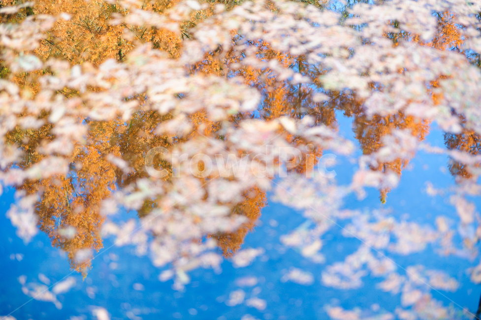 가을,감성사진,반영,그림,메타세콰이어,빛,낙엽,단풍,여행,사진,가을,계절,fall,autumn,season,감성,sensible,feeling,plant,식물