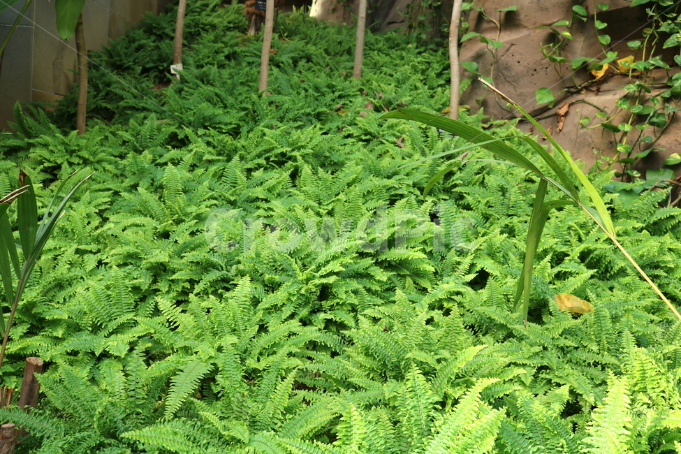 고사리,보스톤고사리,미국고사리,식물,고란초과,자연,식물원,식물,자연,plants,nature