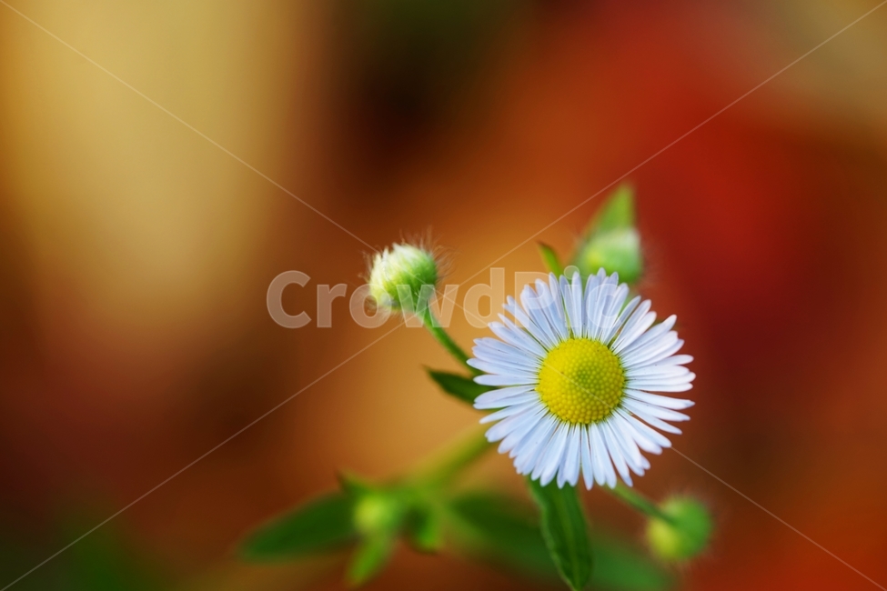개망초,개망초꽃,야생화,국화과,귀화식물,식물,자연,plants,nature,꽃,flower