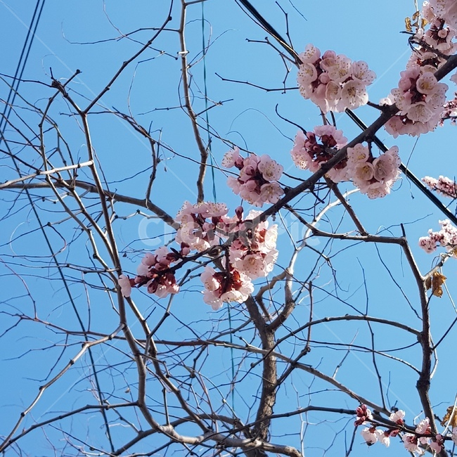 벚꽃,봄,하늘,나무,자연,봄,계절,spring,season,식물,자연,plants,nature,꽃,flower,plant