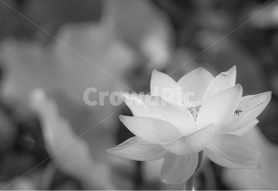 연,연꽃,연밭,수생,식물,연잎,식용,꽃,식물,자연,plants,nature,꽃,flower,흑백,모노톤,monochrome,black and white