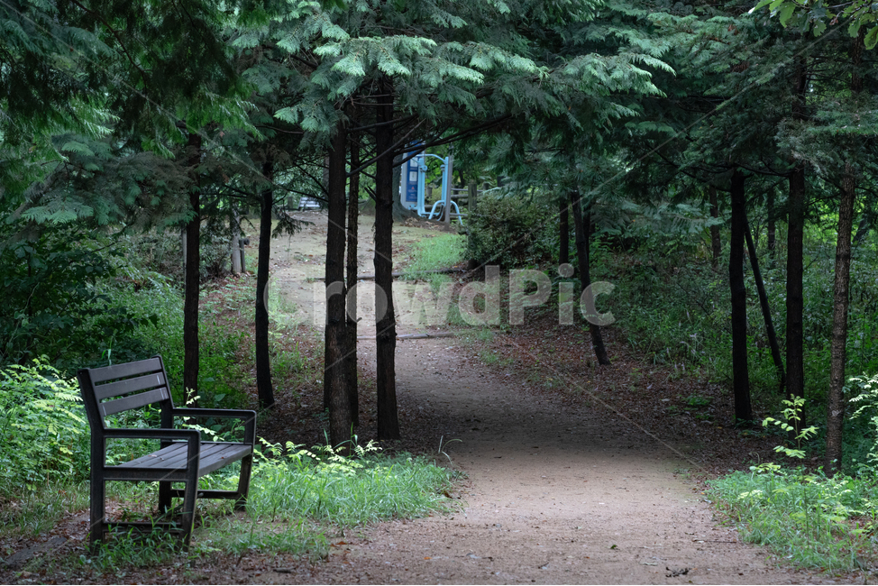 산,벤치,의자,산길,나무,오솔길,숲,피톤치드,산림욕,여름,외로운,쓸쓸한,조용한,그림자,식물,잡초,풀,풍경,힐링,산책,녹색,어두운,자연,가을,자연,풍경,nature,landscape
