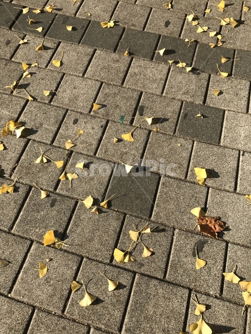은행나무,낙엽,가을,길거리,은행잎,가을,계절,fall,autumn,season,path,통로,walkway,보도,brick,벽돌,pavement,포장,sidewalk,ground,바닥
