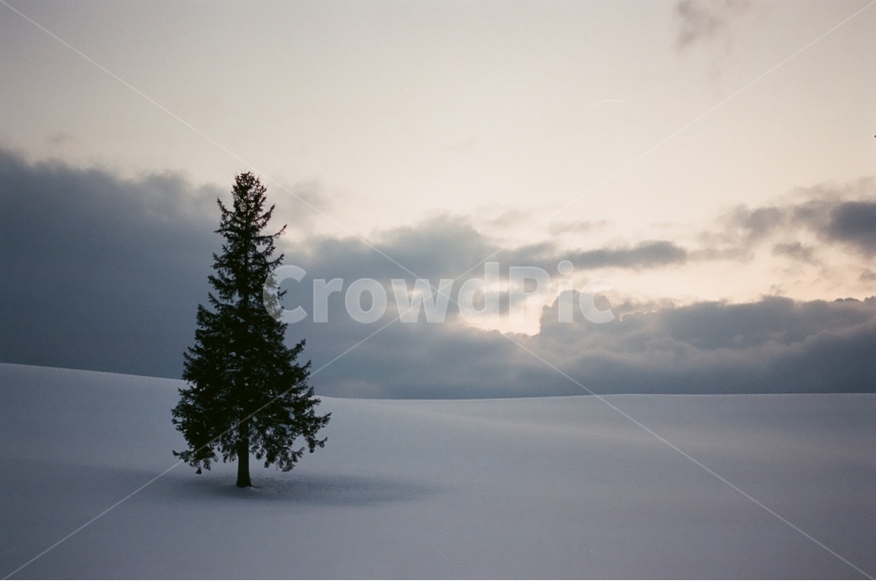 홋카이도,일본,비에이,크리스마스나무,왕따나무,겨울,계절,winter,season,자연,풍경,nature,landscape,해외,외국,세계,foreign,oversea,world,세계자연풍경,해외자연풍경,외국자연풍경,world nature landscape,식물,plants,나무,trees,wood,감성,sensible,feeling,tree,plant,fir,전나무,abies,아비