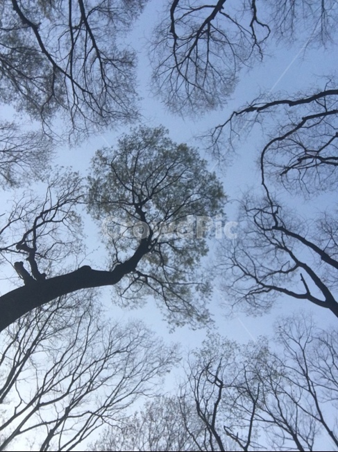 자연,식물,나무,하늘,가지,나뭇가지