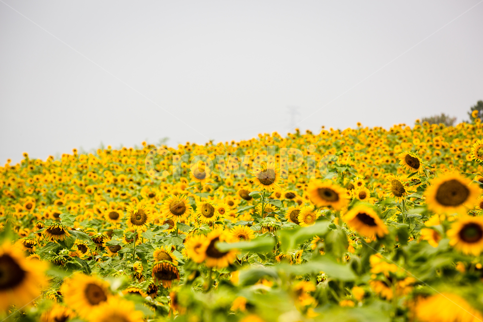 해바라기,해바라기마을,해바라기밭,해바라기씨,강주해바라기마을,식물,자연,plants,nature,꽃,flower
