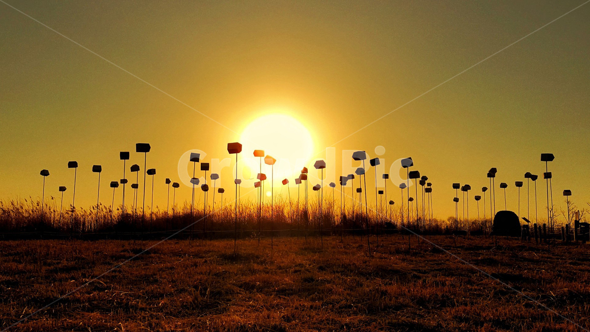 노을,저녁,새집,해,하늘,갈대,억새,자연,풍경,nature,landscape,feeling,sunset,일몰,새,감성