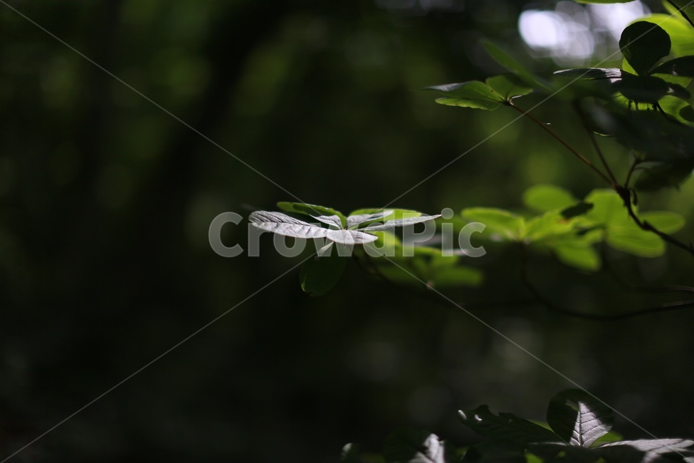 잎,푸른색,식물,나뭇잎,감성사진,빛,식물,자연,plants,nature