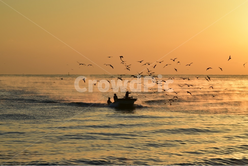 구항,귀로,항구,갈매기,어선,아침,어부,만선,고기잡이,어업,fishery,fishing industry
